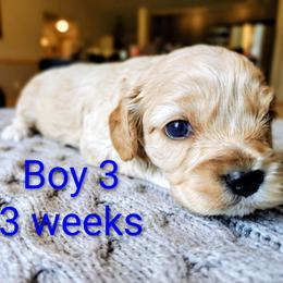 Boy 3 - Apricot male Cavapoo puppy in Washougal, Washington from Timothy's Cavapoos