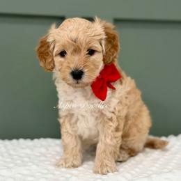 Red collar RALPHIE - Apricot male Goldendoodle puppy in Salem, Utah from Aspen Doodles