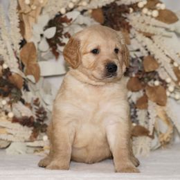 Green Ribbon - Golden male Golden Retriever puppy in Howard City, Michigan from Sherman's Shepherds