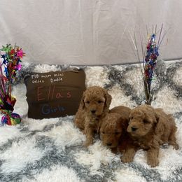 Goldendoodle and Poodle Puppies from Partridge Doodles and Poodles