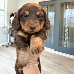 Godiva - Chocolate and tan female Dachshund puppy in Cleveland, Georgia from Memaw’s Minis Babies Doxies