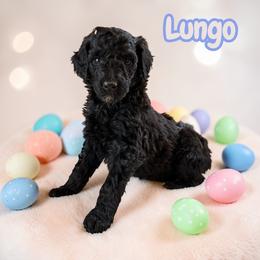 Lungo - Black male Poodle puppy in Ellenburg Center, New York from Kristin's Puppies