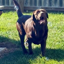 Danny - Labrador Retriever