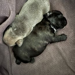 French Bulldog Puppies from Ayala’s