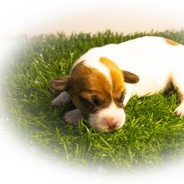Russell Terrier Puppies from Diamond D Jacks