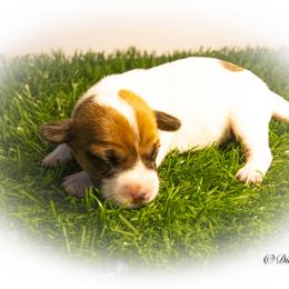 Russell Terrier Puppies from Diamond D Jacks