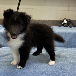 Justin is a beautiful, outgoing Sheltie.  He is crate trained and has been exposed to many things at our ranch.  Other dogs, cats, sheep, and people. - Black and white male Shetland Sheepdog puppy in Palestine, Texas from Synergy Shetland Sheepdogs