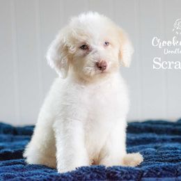 Scrambler - Parti male Goldendoodle puppy in Woodruff, South Carolina from Crooked Creek Doodles and Poodles