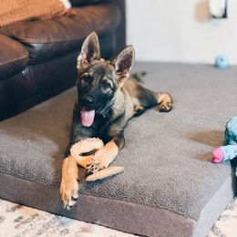 German Shepherd Puppies from LaMarca's Kennels