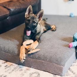 German Shepherd Puppies from LaMarca's Kennels