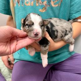 Kanteen - Blue merle female Aussiedoodle puppy in Heber City, Utah from Junipersdoodles
