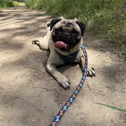 Bandit - Pug