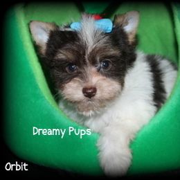 AKC Biro Biewer Orbit - Chocolate tan and white male Biewer Terrier puppy in Kennesaw, Georgia from Dreamy Pups