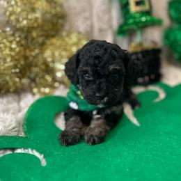 Ireland - Phantom female Poodle puppy in Warren, Michigan from Annette Patterson