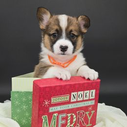 Henry(1600) - Sable male Pembroke Welsh Corgi puppy in Dickeyville, Wisconsin from J&R Shepherds & Corgis