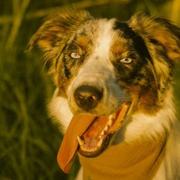 Australian Shepherds and Border Collies from Reeds Ranch