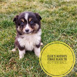 Butter ball - Black tri female Miniature Australian Shepherd puppy in Kettle Falls, Washington from Ellie's Miniature Australian Shepherds