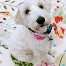 Labradoodle Puppies from 101 Labradoodles