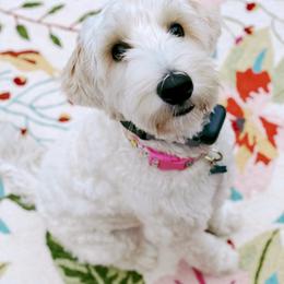 Labradoodle Puppies from 101 Labradoodles