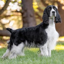 English Springer Spaniels from Country Pride Springers