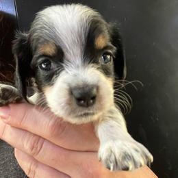 Lollipop - Piebald female Dachshund puppy in Bigfork, Minnesota from Dachshunds Up North