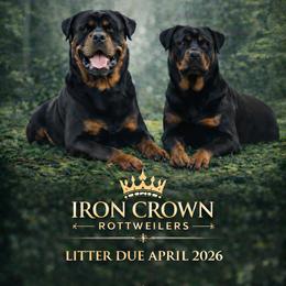 Rottweiler puppies from Kevin's Rottweilers