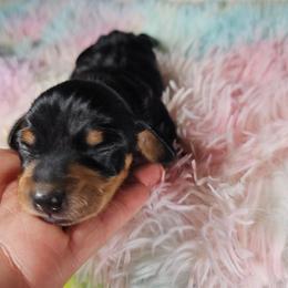 JAVA - Black and tan female Dachshund puppy in Rio Grande City, Texas from Hounds All Night