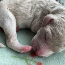 Boy 4 - Goldendoodle puppy in Beggs, Oklahoma from Meyers Doodles