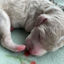 Boy 4 - Goldendoodle puppy in Beggs, Oklahoma from Meyers Doodles