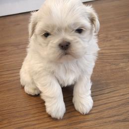 Pax - White male Shih Tzu puppy in York, South Carolina from Brinklee's Babies