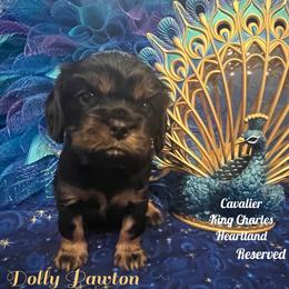 Cavalier King Charles Spaniel Puppies from Cavalier King Charles Heartland