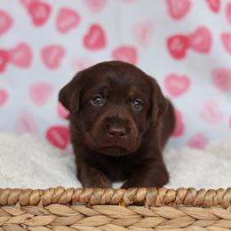 Female brindle points - Chocolate female Labrador Retriever puppy in Williamston, Sc, South Carolina from Dutton Dog Co & Dalla Grazia Doberman