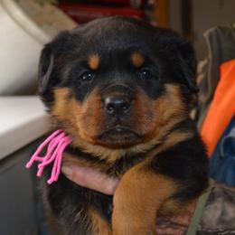 Girl 1 - female Rottweiler puppy in Dawson Springs, Kentucky from Lakeview Rottweilers