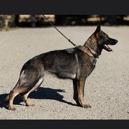 Halo - German Shepherd