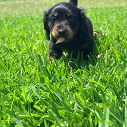 Bud - Black and tan male Dachshund puppy in Mabank, Texas from Lovin’ Li’s Furry Sausages