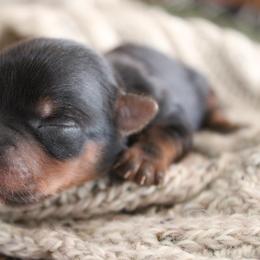 Ollie - Black and tan male Yorkshire Terrier puppy in Eastland, Texas from Peach Yorkies