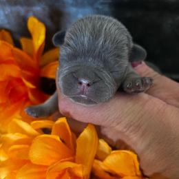 Blue collar - Gray male Cane Corso puppy in Tucson, Arizona from Cane Corso Friends