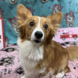 Pumpkin - Pembroke Welsh Corgi