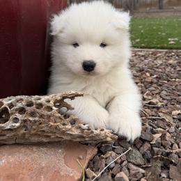 Labrador Retriever and Samoyed Puppies from Carefree Samoyeds & Deserthills Labradors