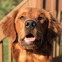 Colt - Golden Retriever