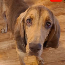 Duke - Bloodhound