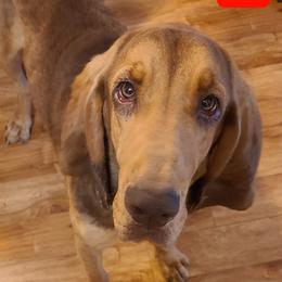 Duke - Bloodhound