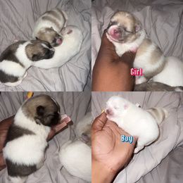"Two weeks " Pomeranian Puppies from Couture Pomeranians