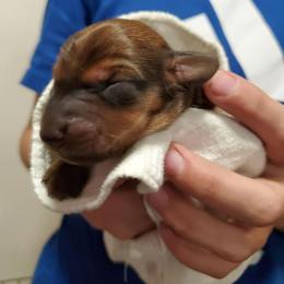 Little bear - Dachshund puppy in Tucson, Arizona from Luna May's daschunds