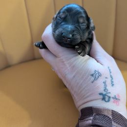 Milo - Red male Dachshund puppy in Barnard, Missouri from KB Doxies