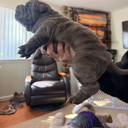 Chinese Shar-Pei Puppies from Morgan's Chinese Shar-Pei