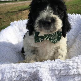 English Springer Spaniel and Springerdoodle Puppies from AVE Springer Spaniels