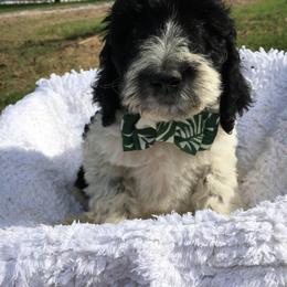 English Springer Spaniel and Springerdoodle Puppies from AVE Springer Spaniels