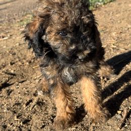 Button - Phantom female Poodle puppy in Longmont, Colorado from Colorado Miniature Bernedoodle Puppies