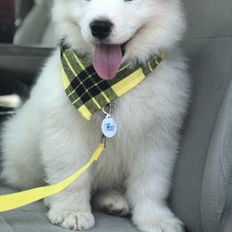 Samoyed Puppies from Morning Star Samoyeds